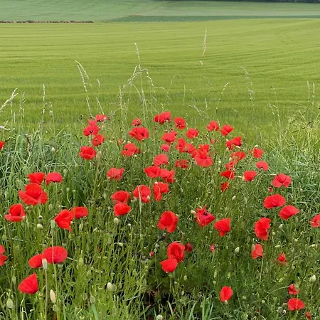 Deine-eifel-ferienwohnung * Feusdorf