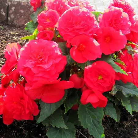 Deine-eifel-ferienwohnung Appartement