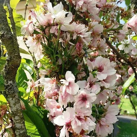 Deine-eifel-ferienwohnung Appartement *