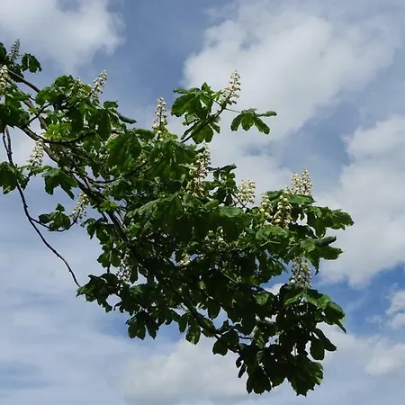 Deine-eifel-ferienwohnung * Feusdorf