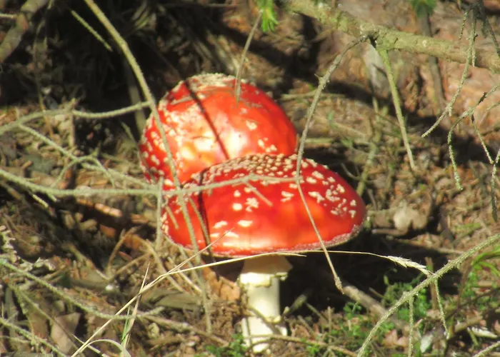 Deine-eifel-ferienwohnung *
