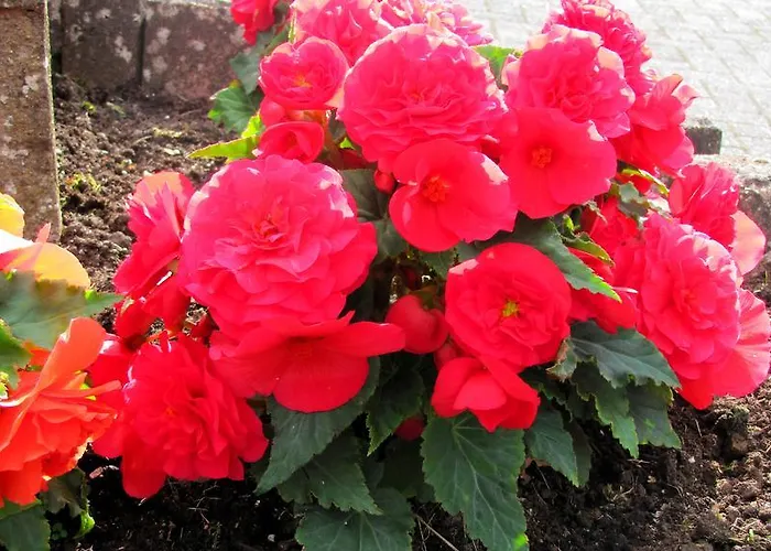 Deine-eifel-ferienwohnung 公寓