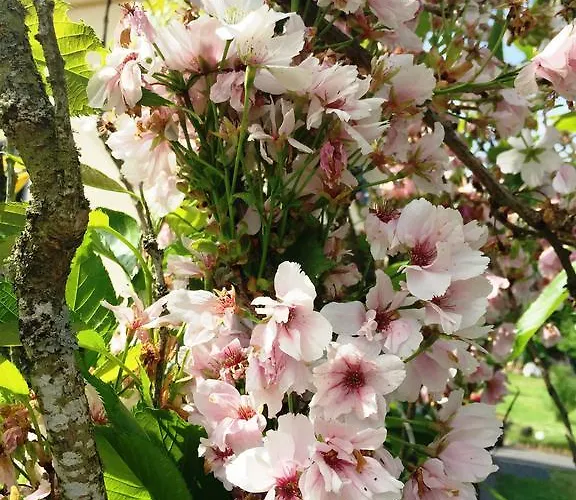 Deine-eifel-ferienwohnung Apartment *