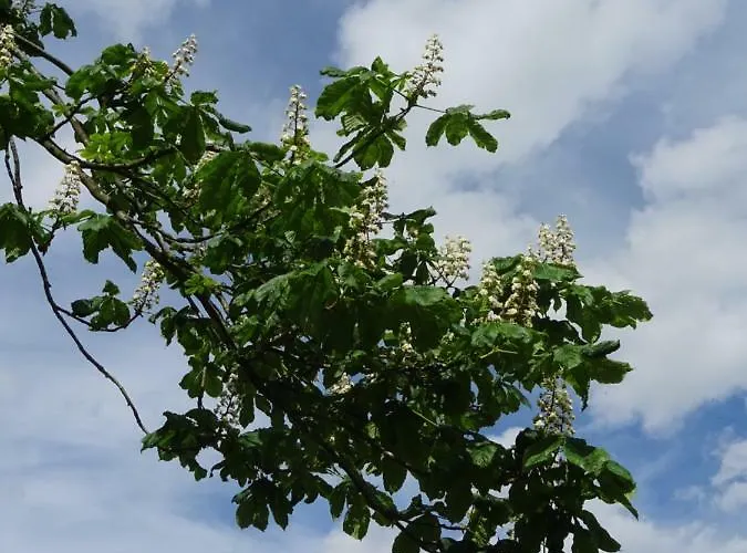 Deine-eifel-ferienwohnung * Feusdorf